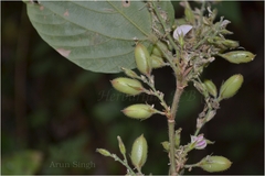 Flemingia paniculata